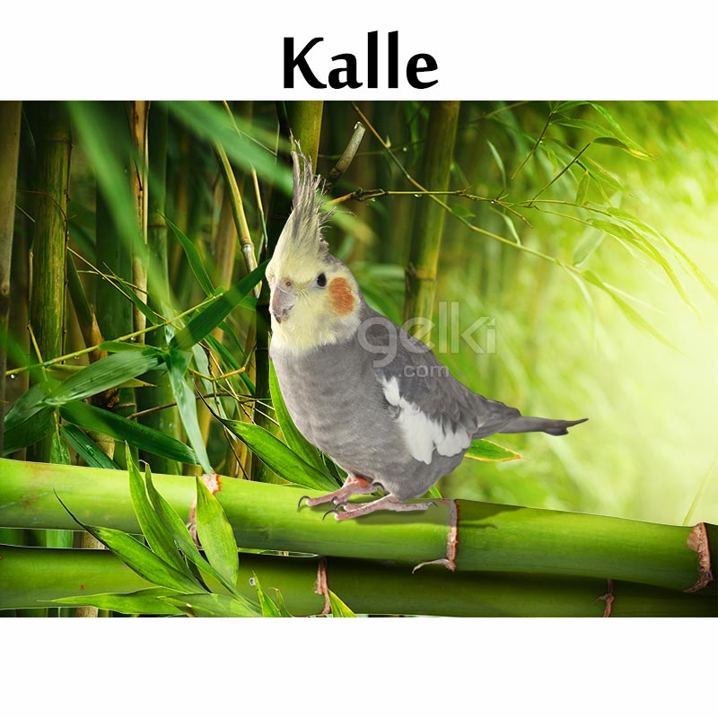 kalle-nymfparakit